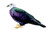 Columba pallidiceps